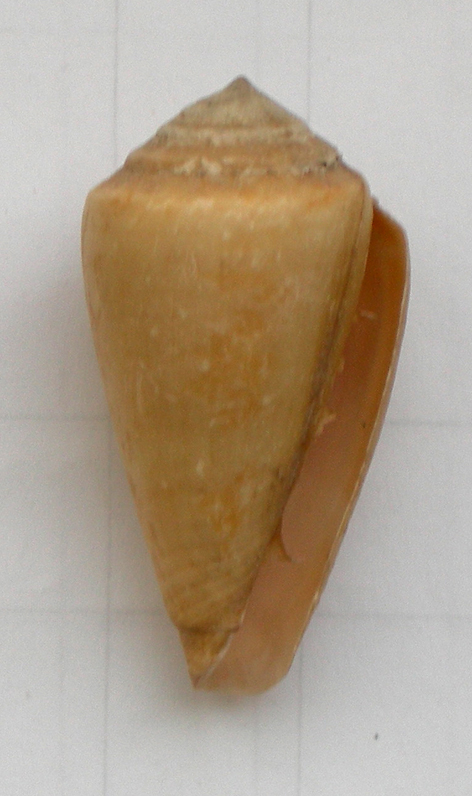 conus vayssierei